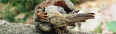The House Sparrow (Passer domesticus)