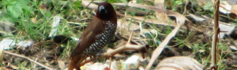 The Scaly-breasted Munia (Spotted Munia) (Lonchura punctulata) புள்ளிச் சில்லை