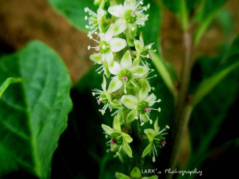 Red Ink Plant (Phytolacca octandra)